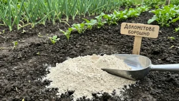 Доломітове борошно: користь, застосування та ефективність для ґрунту